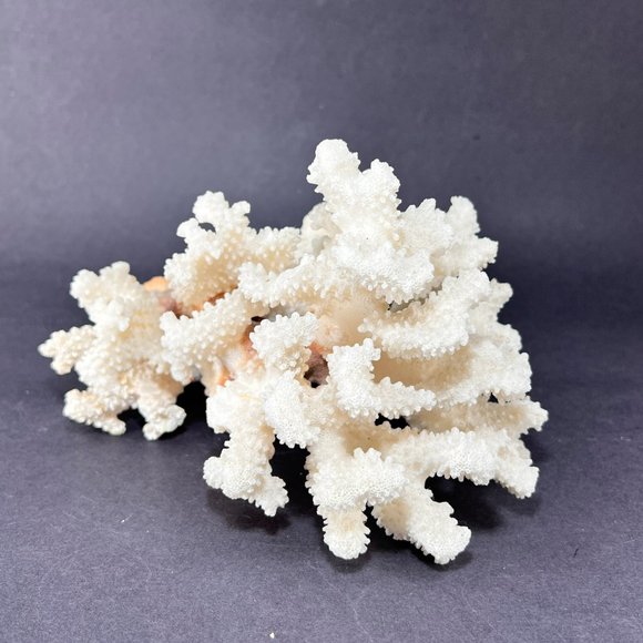 Natural White Coral Brown Stem Cluster Nautical Coastal Aquarium Decor 7" x 5" - Picture 4 of 13